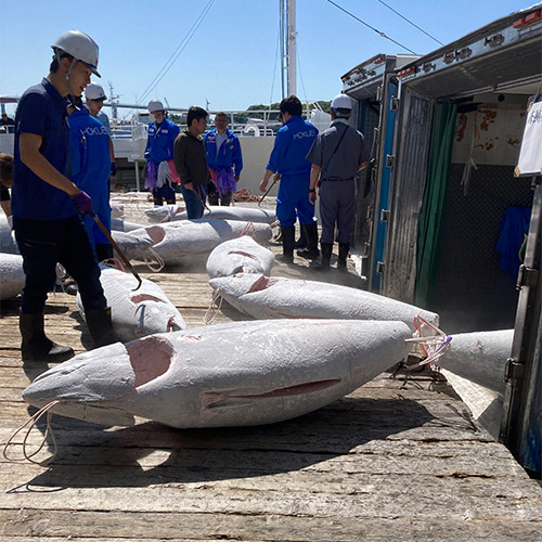 ＜天然本マグロ＞中トロ切り落とし200g×2