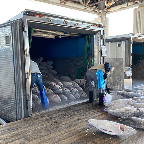 ＜天然本マグロ＞中トロ切り落とし200g×2