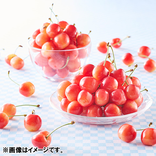 ＜山形県産＞【芳賀にこにこ農園】ご自宅用佐藤錦600g　（優M・L混）【受注締め切り日：2026/6/17】