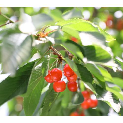 ＜山形県産＞【芳賀にこにこ農園】ご自宅用佐藤錦600g　（優M・L混）【受注締め切り日：2026/6/17】