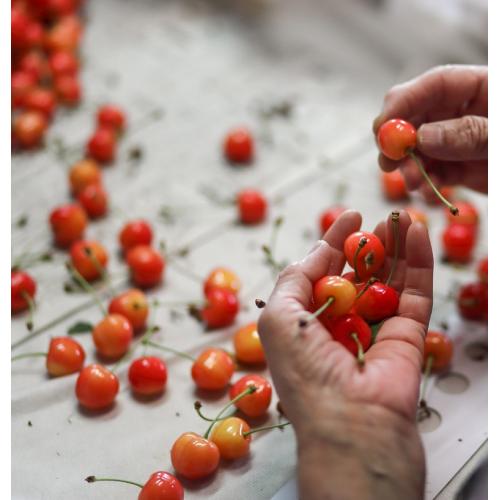 ＜山形県産＞【芳賀にこにこ農園】ご自宅用佐藤錦600g　（優M・L混）【受注締め切り日：2026/6/17】