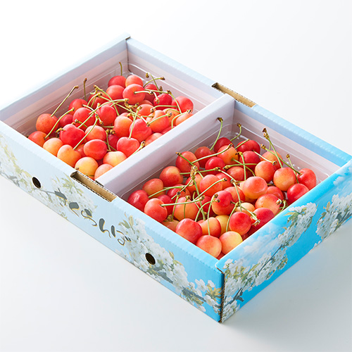 ＜山形県産＞【芳賀にこにこ農園】ご自宅用佐藤錦600g　（優M・L混）【受注締め切り日：2026/6/17】