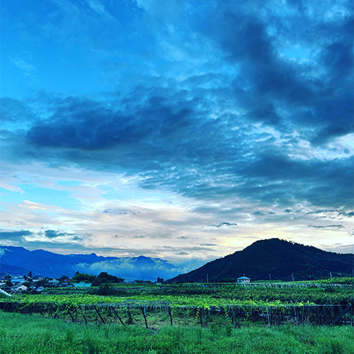 【送料当社負担】＜キスヴィン＞ANAオリジナルブレンドが入った甲州＆シャルドネ飲み比べ3本セット