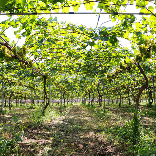 【送料当社負担】＜キスヴィン＞ANAオリジナルブレンドが入った甲州＆シャルドネ飲み比べ3本セット