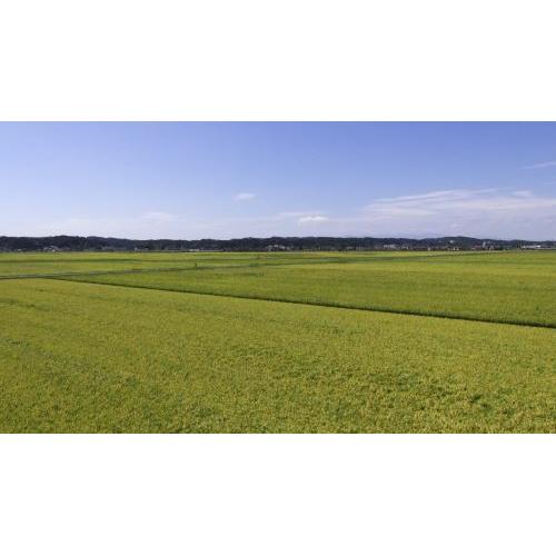 ＜一ノ蔵＞四段仕込特別純米