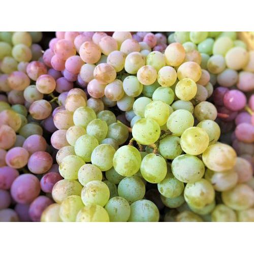 ＜キスヴィン＞甲州スパークリング【2024】(スパークリング)