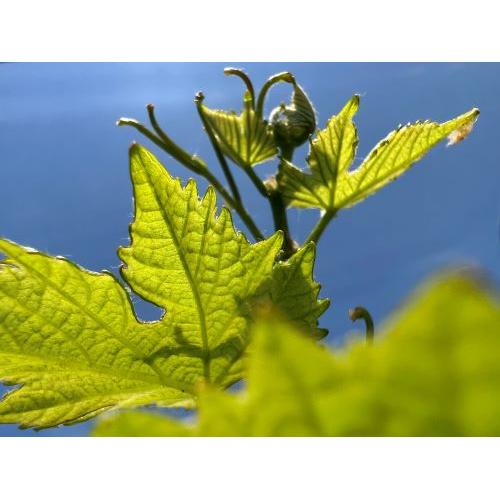 ＜キスヴィン＞甲州スパークリング【2024】(スパークリング)