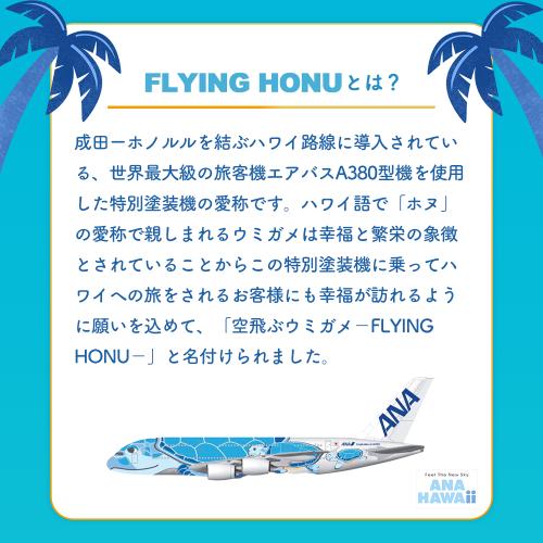 ＜ANA FINDELISH＞青組（あおグミ）FLYING HONU-フライングホヌ-　20袋セット