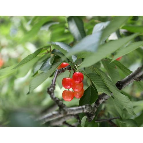 ＜山形県産＞【芳賀にこにこ農園】佐藤錦300g（秀L）とにこにこ玄米パック300gセット【受注締め切り日：2026/6/13】