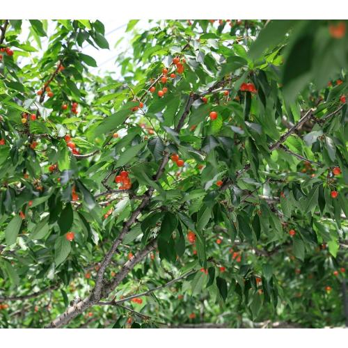 ＜山形県産＞【芳賀にこにこ農園】佐藤錦300g（秀L）とにこにこ玄米パック300gセット【受注締め切り日：2026/6/13】