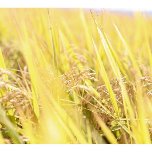 ＜山形県産＞【芳賀にこにこ農園】佐藤錦300g（秀L）とにこにこ玄米パック300gセット【受注締め切り日：2026/6/13】