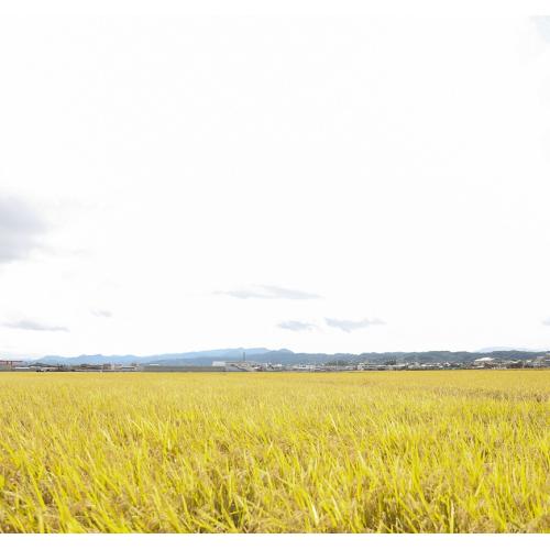 ＜山形県産＞【芳賀にこにこ農園】佐藤錦300g（秀L）とにこにこ玄米パック300gセット【受注締め切り日：2026/6/13】