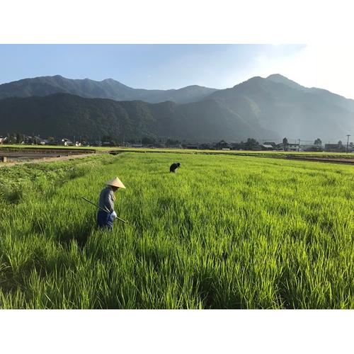 ＜吉田酒造＞永平寺白龍　DRAGONWATER