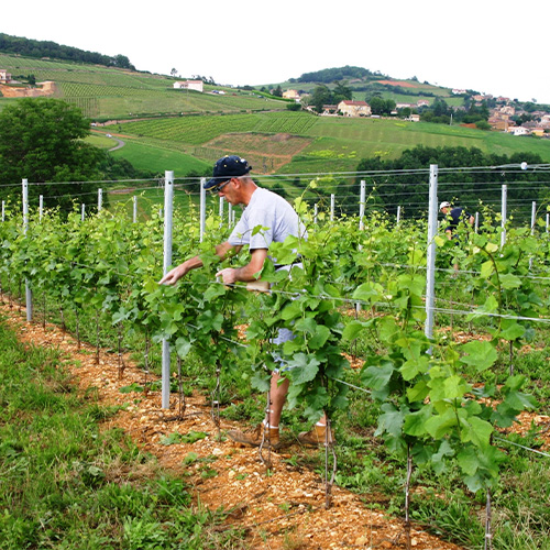 【送料当社負担】★ANAオリジナルオリジナルラベル★ボジョレーヌーヴォーが入った3銘柄のみ比べセット