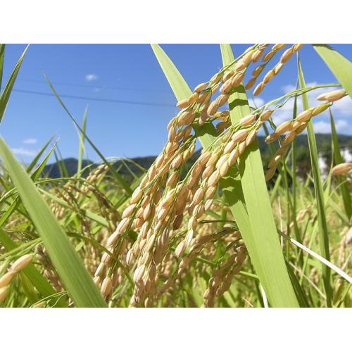 ＜白菊酒造＞大典白菊　のみくらべセット