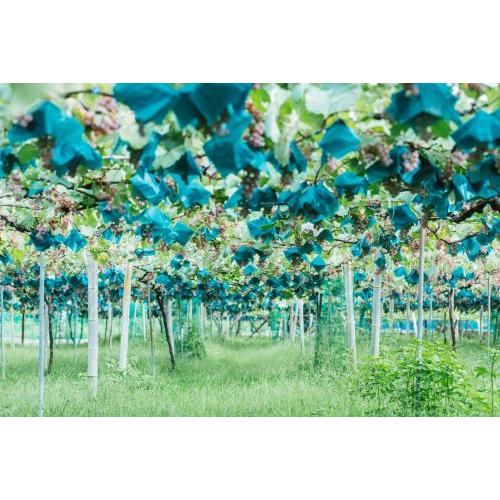 ＜MGVsワイナリー＞K235 卯ツ木田【2020】BOX付（白ワイン）