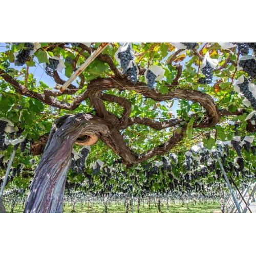 ＜五一ワイン＞エステート ゴイチ メルロ 2023