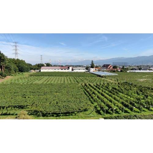 ＜五一ワイン＞エステート ゴイチ メルロ 2023