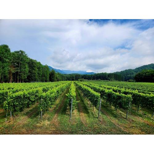 ＜信州たかやまワイナリー＞Murayori（むらより）赤白セット