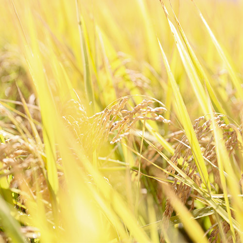 ＜芳賀にこにこ農園＞山形県産にこにこ玄米(雪若丸)300g×10パック