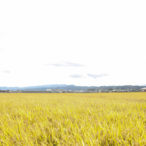 ＜芳賀にこにこ農園＞山形県産にこにこ玄米(雪若丸)300g×10パック
