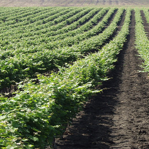 【送料込み】魅惑のブルガリアワインリュボフ赤白セット