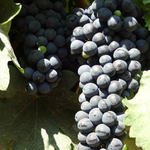 【送料込み】魅惑のブルガリアワインリュボフ赤白セット