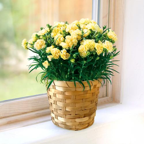 【2026年母の日】＜第一園芸＞カーネーション（イエロー）【受注締め切り：2026/5/4】