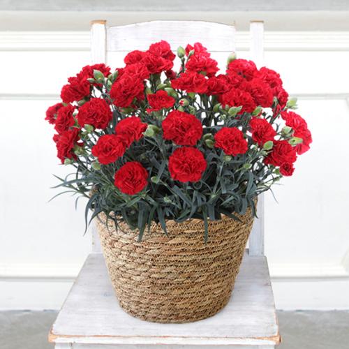 【2026年母の日】＜第一園芸＞プレミアムカーネーション（赤）【受注締め切り：2026/5/4】