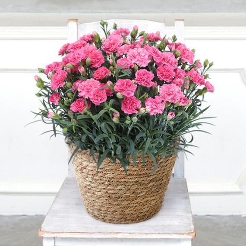 【2026年母の日】＜第一園芸＞プレミアムカーネーション（ピンク）