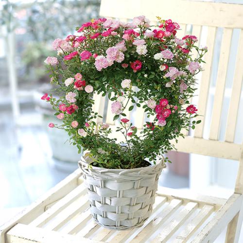 【2026年母の日】＜第一園芸＞つるバラMIXリング仕立て【受注締め切り：2026/5/4】