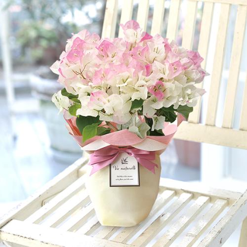 【2026年母の日】＜第一園芸＞ブーゲンビリア　ピンクグラデーション【受注締め切り：2026/5/4】