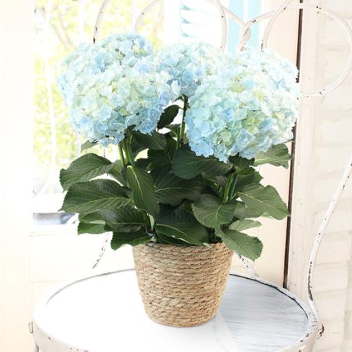 【2026年母の日】＜第一園芸＞ハイドランジア　サファイアクイーン【受注締め切り：2026/5/4】