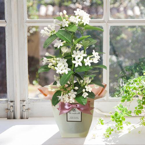 【2026年母の日】＜第一園芸＞マダガスカルジャスミン【受注締め切り：2026/5/4】