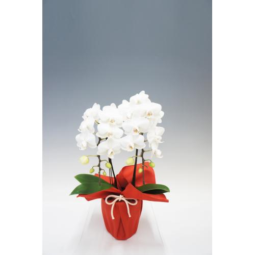 【母の日フラワーギフト】胡蝶蘭　ホワイトシルク　2本立（ミディ）【受注締め切り：2026/5/6】