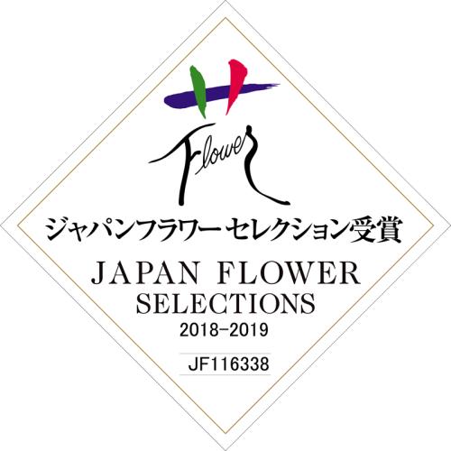 【母の日フラワーギフト】胡蝶蘭　ホワイトシルク　2本立（ミディ）【受注締め切り：2026/5/6】