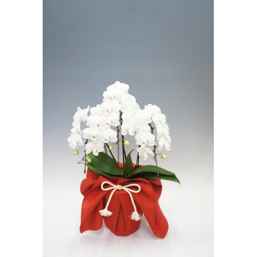 【母の日フラワーギフト】胡蝶蘭　ホワイトシルク　3本立（ミディ）【受注締め切り：2026/5/6】