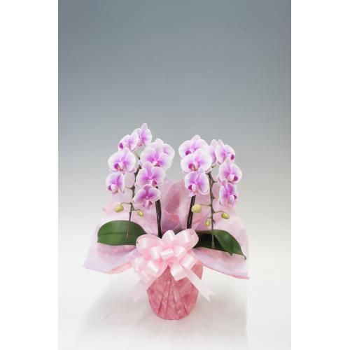 【母の日フラワーギフト】胡蝶蘭　Lisa　2本立（ミディ）【受注締め切り：2026/5/6】