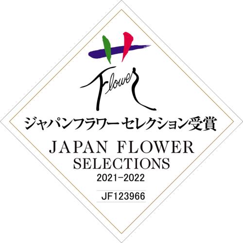 【母の日フラワーギフト】胡蝶蘭　Lisa　2本立（ミディ）【受注締め切り：2026/5/6】