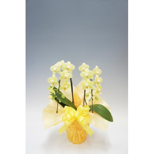 【母の日フラワーギフト】胡蝶蘭　カナリヤ　2本立（ミディ）【受注締め切り：2026/5/6】