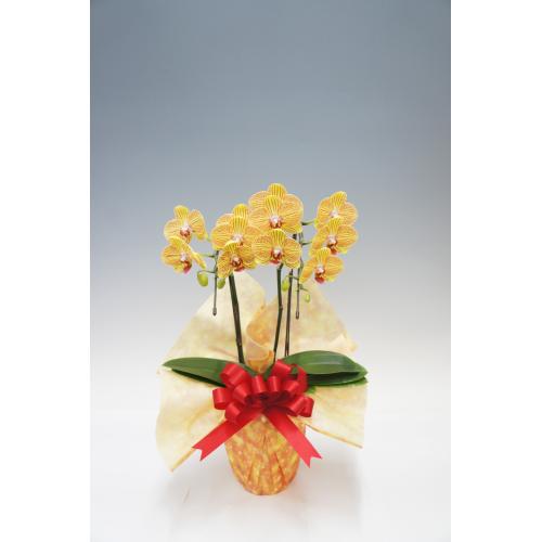 【母の日フラワーギフト】胡蝶蘭　夕姫　2本立（ミディ）【受注締め切り：2026/5/6】