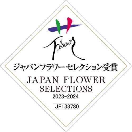 【母の日フラワーギフト】胡蝶蘭　夕姫　2本立（ミディ）【受注締め切り：2026/5/6】