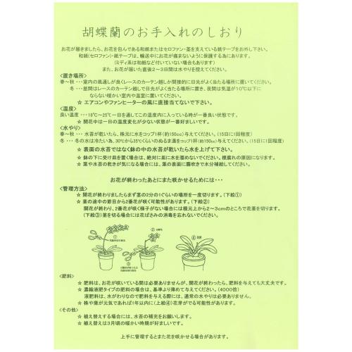 【母の日フラワーギフト】胡蝶蘭　夕姫　2本立（ミディ）【受注締め切り：2026/5/6】