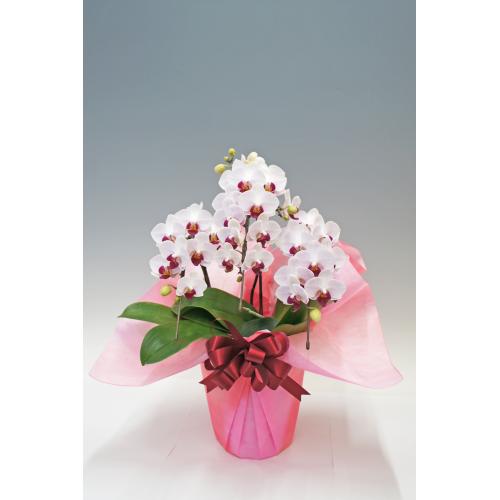 【母の日フラワーギフト】胡蝶蘭　リーベ　3本立（ミディ）【受注締め切り：2026/5/6】