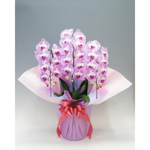 【2026年母の日】胡蝶蘭 プリンセスローズ 中大輪 3本立ち