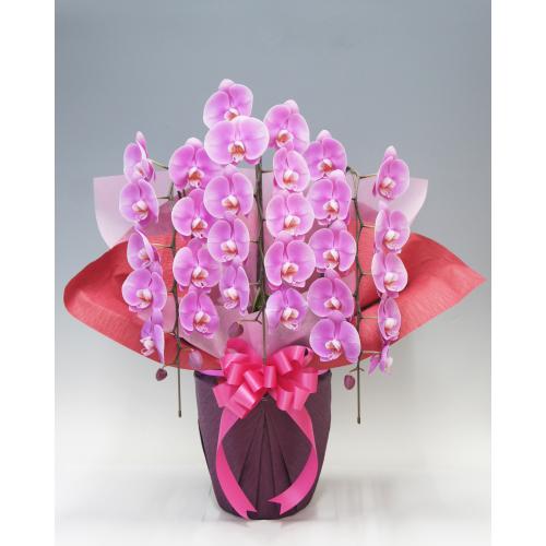 【母の日フラワーギフト】胡蝶蘭　ファーストレディ　3本立（大輪）【受注締め切り：2026/5/6】