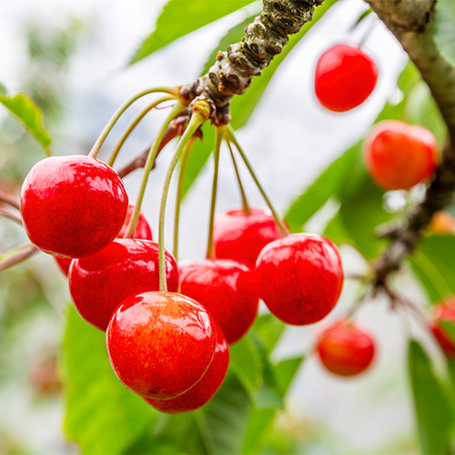 ＜中山果樹園＞佐藤錦鏡詰め秀品L玉1kg【受注締め切り日：2026/6/20】
