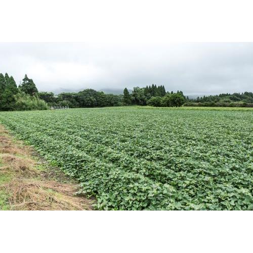 ＜山元酒造＞薩摩スパークリング梅酒 750ml