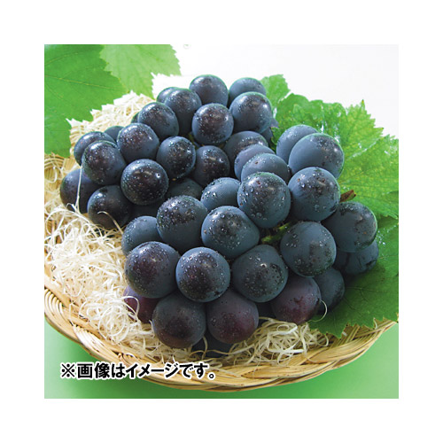 ＜岡山県産＞種無しニューピオーネ（2房）1.2kg【受注締め切り日：2026/9/20】