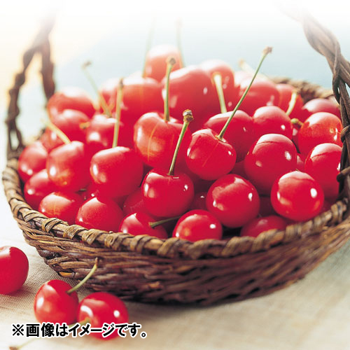 【送料込】＜山形県産＞押野農園 山形美人（PVP）秀L玉（鏡詰め）1kg【受注締め切り日：2026/6/23】